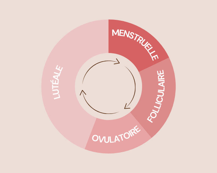 Cycle menstruel : comprendre les quatre temps de notre équilibre hormonal